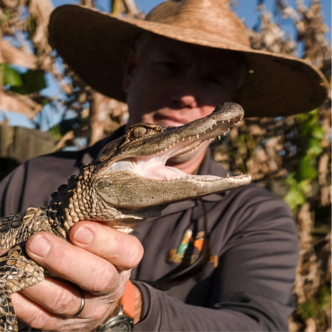 man holding baby alligator